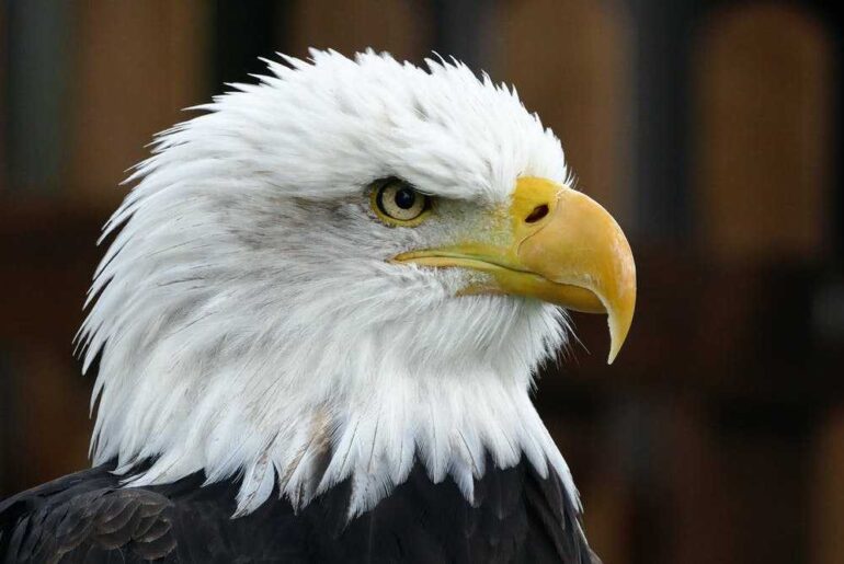 7 Things You Can Learn From The Eagle's Attitude.