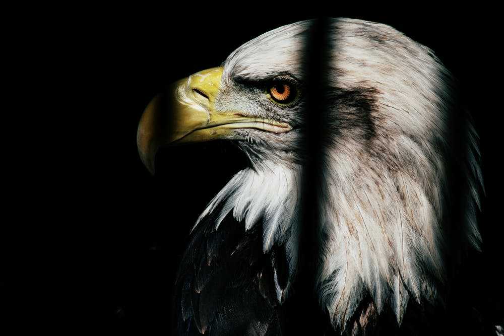 7 Things You Can Learn From The Eagle's Attitude.